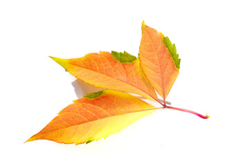 Autumn leaves on a white background. Love the trees until the leaves fall off and then invite them to try again next year. Sweater weather is better together