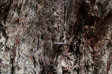 Spectacular texture of the bark of a tree in a rainforest.