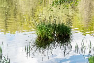 Plantes aquatiques en bordure d’étang au printemps