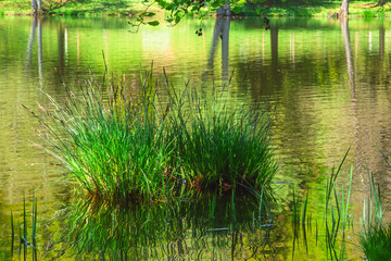 Fototapeta premium Plantes aquatiques en bordure d’étang au printemps