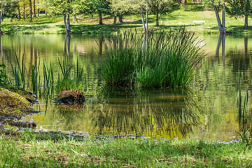 Plantes aquatiques en bordure d’étang au printemps