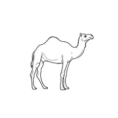 Camel Outline: Desert Animal Illustration for Educational and Creative Projects