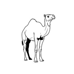 Camel Illustration: Simple Line Art