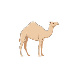 Camel Illustration: Desert Animal, Wildlife Icon