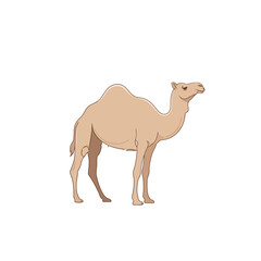 Camel Illustration: Desert Animal Icon