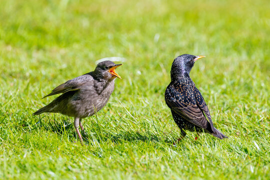 Common Starling baby bird "Sturnus vulgaris" demands food from adult. Young fledgling squawking with yellow beak wide open. Both birds isolated against green grass. Dublin, Ireland