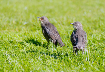 Two young baby Starlings 