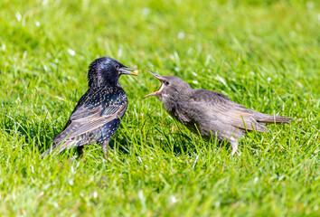 Common Starling baby bird 
