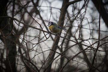 A small bird pershing on branch