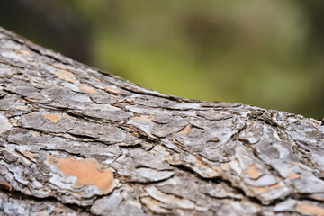 Close-up of tree bark texture in natural forest setting