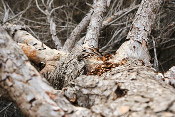 Detailed tree bark texture in natural forest environment captured up close