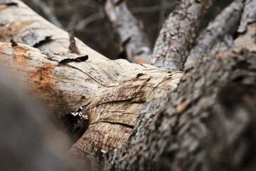 Close-up of weathered tree bark with natural textures and organic patterns in nature