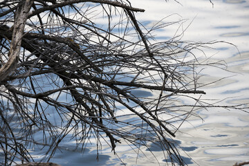 Bare branches strikingly contrast against rippling water surface in tranquil setting