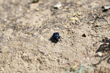 Close-up of black beetle crawling on dry soil in natural habitat