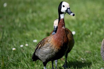 The White-Faced Whistling Duck (Dendrocygna viduata) 