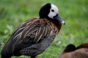 The White-Faced Whistling Duck (Dendrocygna viduata) 