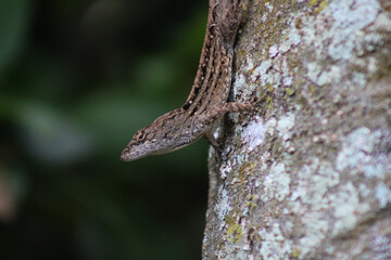lizard on a tree