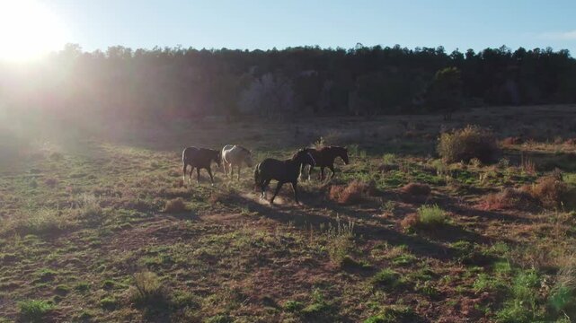 wild horses
