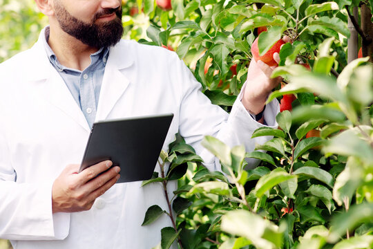 Harvest control on fruit farm and modern devices for work at summer and business. Young smiling attractive man farmer with tablet examines red apples on trees with green leaves, outdoor, free space - Powered by Adobe