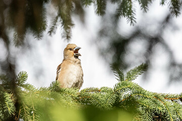 female hawfinch, kernbeißer, the largest finch in europe