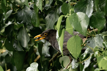 a blackbird eating berries from a tree