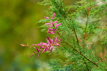 Beautiful pink flowers blooming in the steppe. Tamaris adds vibrant color to the landscape. A small...