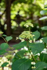 鎌倉2505　妙本寺4　紫陽花