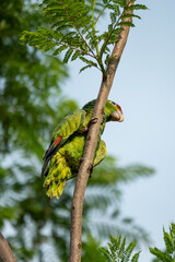 aves