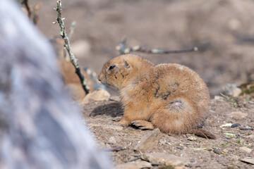 Portrait of a groundhog (marmota monax)