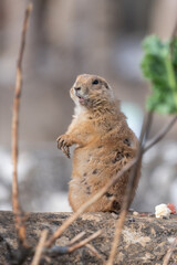 Portrait of a groundhog (marmota monax) standing up