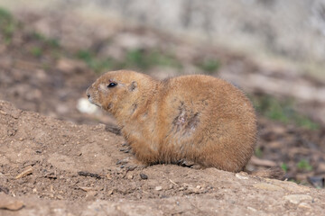 Portrait of a groundhog (marmota monax)