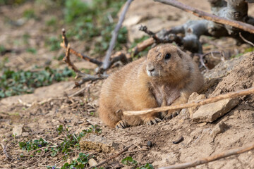 Portrait of a groundhog (marmota monax)