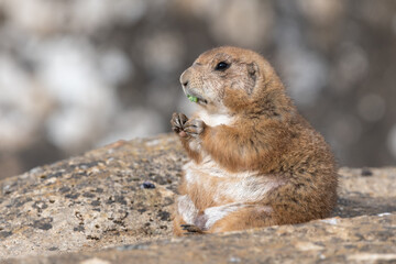 Portrait of a groundhog (marmota monax) eating