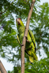 aves