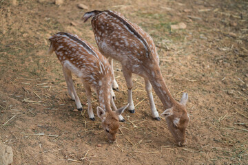 Deers in daylight, young and adult, Greece
