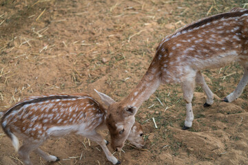 Deers in daylight, young and adult, Greece
