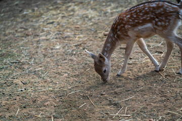 Deers in daylight, young and adult, Greece