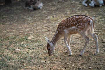 Deers in daylight, young and adult, Greece