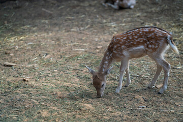 Deers in daylight, young and adult, Greece