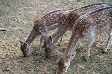 Deers in daylight, young and adult, Greece