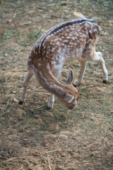 Deers in daylight, young and adult, Greece