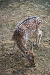 Deers in daylight, young and adult, Greece