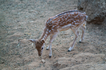 Deers in daylight, young and adult, Greece