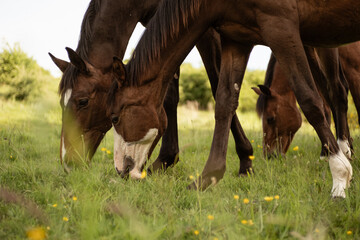 horse and foal