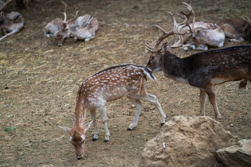 Deers in daylight, young and adult, Greece
