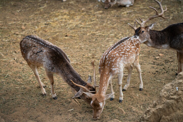 Deers in daylight, young and adult, Greece