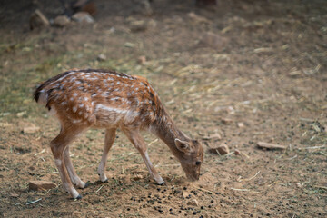 Deers in daylight, young and adult, Greece