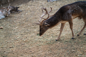 Deers in daylight, young and adult, Greece