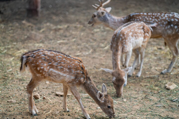 Deers in daylight, young and adult, Greece
