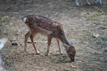 Deers in daylight, young and adult, Greece